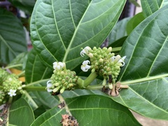 Trigona fulviventris