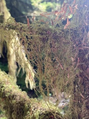 Pseudisothecium stoloniferum