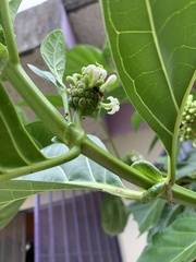 Trigona fulviventris