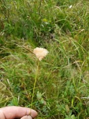 Eriophorum virginicum