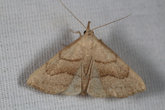 Macrochilo litophora