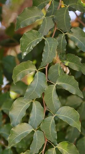 Guibourtia coleosperma, photograph 6