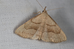 Macrochilo litophora