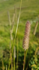 Phleum