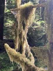 Pseudisothecium stoloniferum