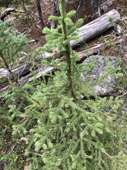 Picea engelmannii