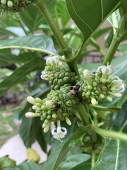 Trigona fulviventris