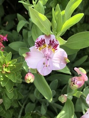 Alstroemeria pulchra