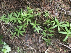 Galium triflorum