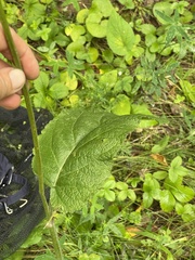 Salvia pratensis