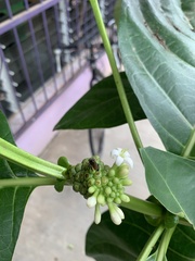 Trigona fulviventris