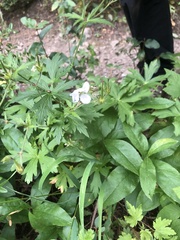 Geranium richardsonii