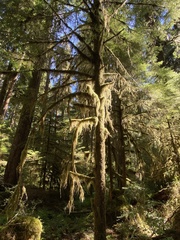 Pseudisothecium stoloniferum