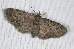 Eupithecia tripunctaria