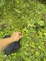 Salvia pratensis