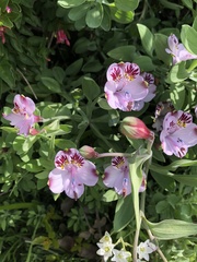 Alstroemeria pulchra