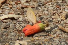 Eurema herla