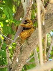 Xylocopa sonorina