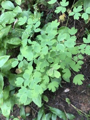 Thalictrum occidentale