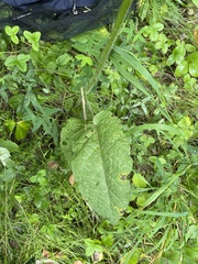 Salvia pratensis
