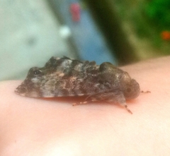 Noctuinae