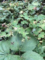 Thalictrum occidentale