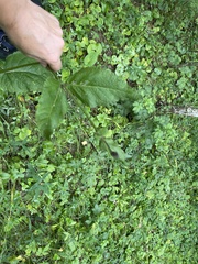 Salvia pratensis