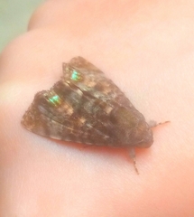 Noctuinae