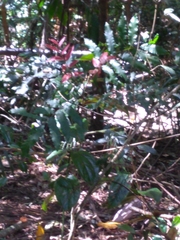 Cupaniopsis newmanii