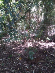 Cupaniopsis newmanii