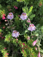 Alstroemeria pulchra