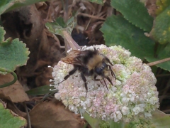 Bombus vosnesenskii