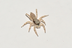 Menemerus bivittatus