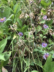 Lomatium nudicaule