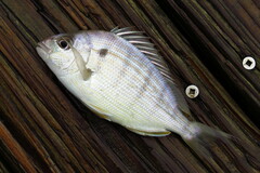 Lagodon rhomboides