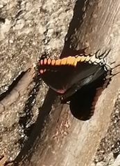 Charaxes jasius