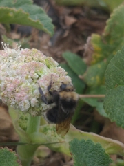 Bombus vosnesenskii
