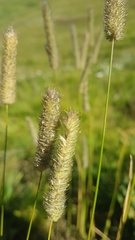 Phleum