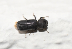 Amphicerus cornutus