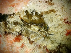 Polycera melanosticta