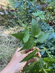 Scutellaria lateriflora
