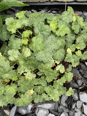 Alchemilla mollis