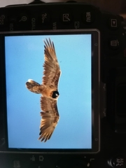 Gypaetus barbatus