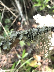 Hypogymnia tubulosa