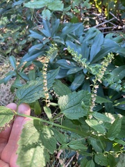 Scutellaria lateriflora