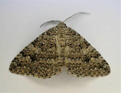 Helastia semisignata