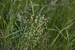 Erigeron acris kamtschaticus