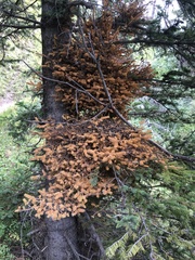 Chrysomyxa arctostaphyli