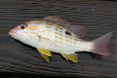 Lutjanus synagris