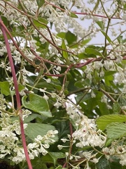 Fallopia baldschuanica